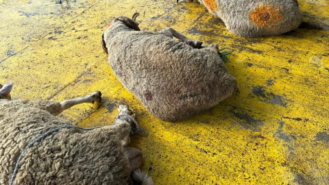 tuzla adak fiyatları