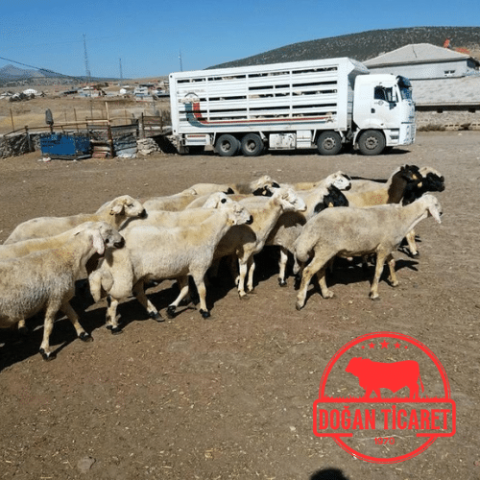 tuzla adak satın al