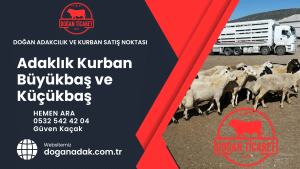 doğan adak tuzla